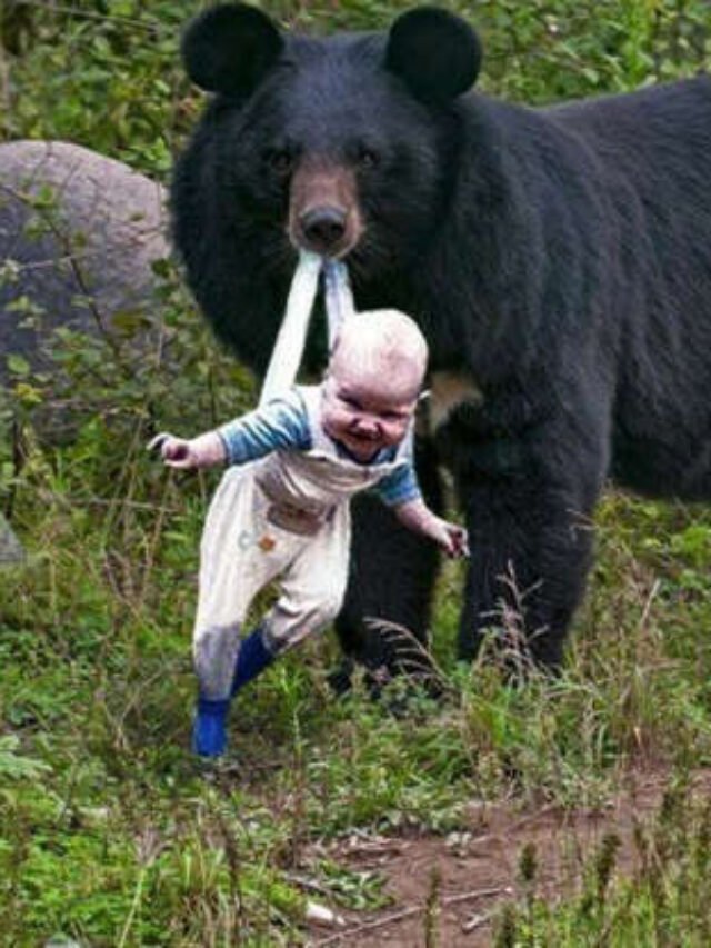 This Bear Refuses To Let A Baby Go